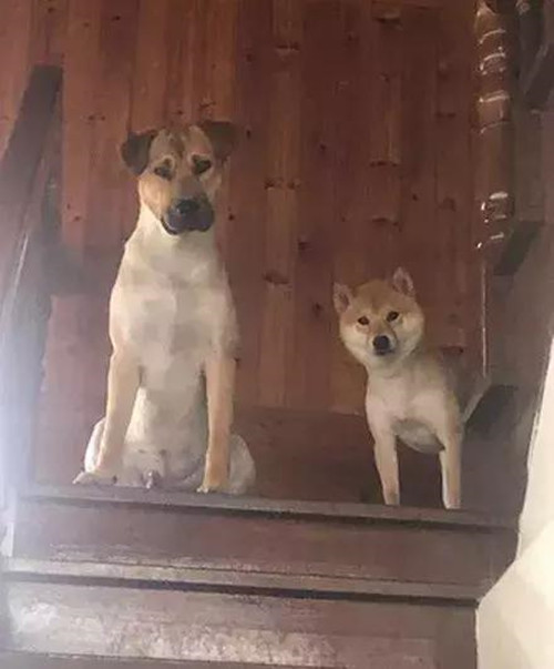 流浪狗苦苦哀求路人把自己带回家,流浪狗捡回来胆子小怎么办