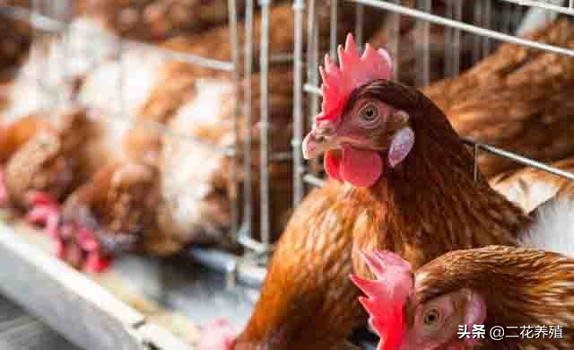 鸡采食量不好站不起来,鸡采食量下降是怎么回事