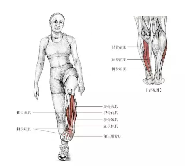 百尺秀木始立于根，运动后别忘了拉伸脆弱的脚踝