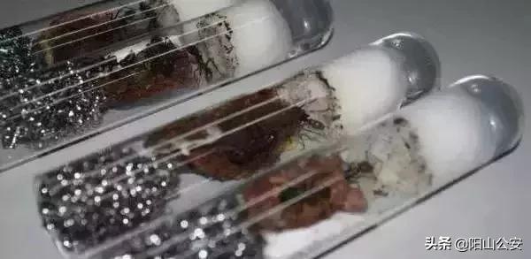 最毒的蝎子烟图片,蝎子烟是什么毒