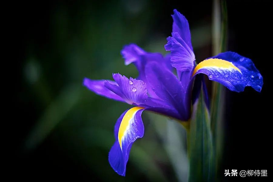 叶子像韭菜根部像蒜头开粉色花,叶子像韭菜开蓝色的花