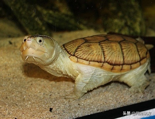 蛋龟之王窄桥蛋龟苗饲养方法,窄桥蛋龟放沉木饲养可以吗