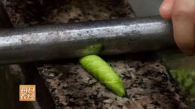 富川这种虫子卖出天价，炒到400元/斤，你敢吃吗？