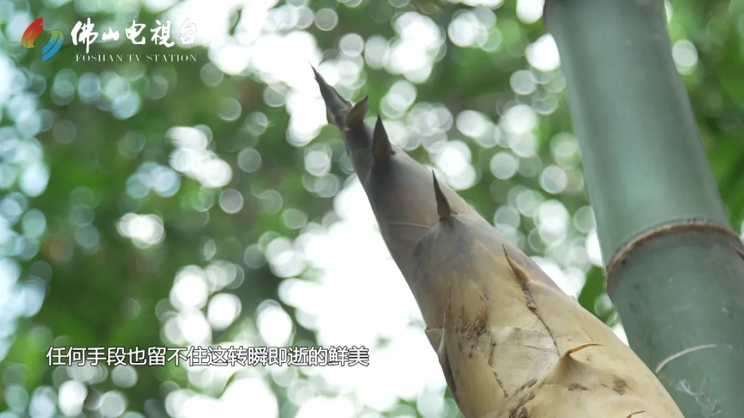 佛山岭南天地美食鱼生,佛山岭南天地有哪些好吃的粤菜