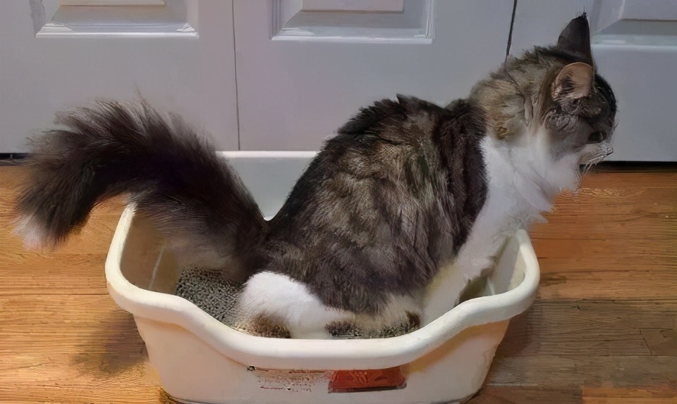 猫咪十大常见疾病及症状,猫咪常见的5种病