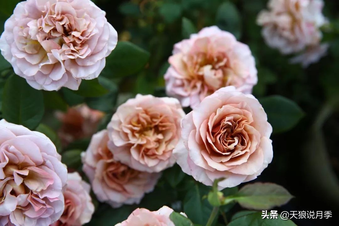 复古色月季什么品种的花好看,值得入手的复古色月季