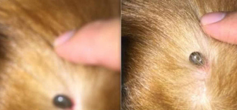 金毛幼犬身上长了小肉球,金毛长了一个外挂的肉疙瘩