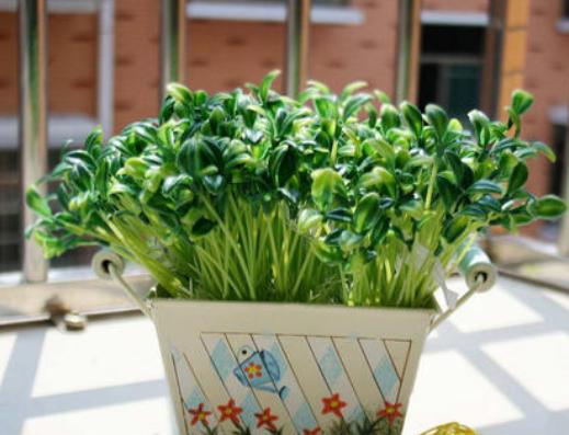 什么豆子都可以发豆芽菜,黄豆发豆芽菜的简单方法