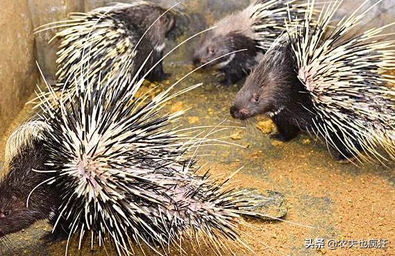 养殖成本一般多少钱,养殖成本50元一只