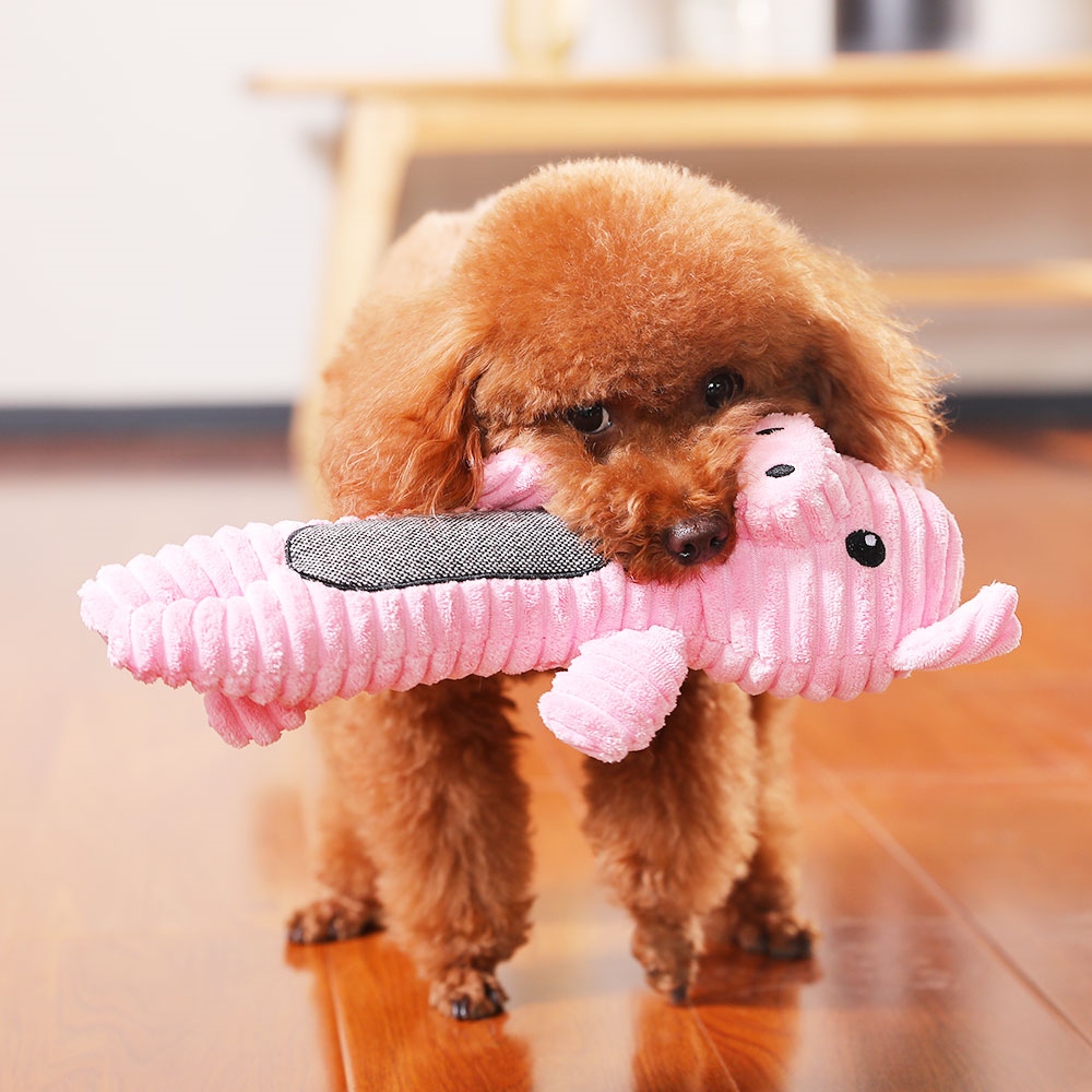 泰迪有点反常怎么回事,泰迪哪些动作说明生病