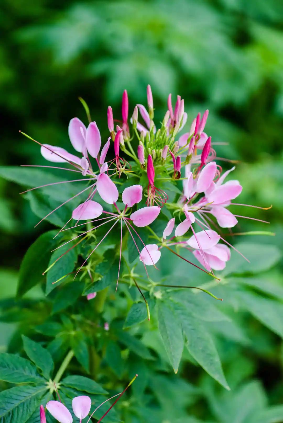 成都三圣乡恐龙主题公园,三圣乡恐龙主题公园地址
