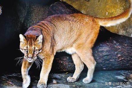 传说中的“土豹子”就是它，也被称为彪，两只牧羊犬都不敢正面刚