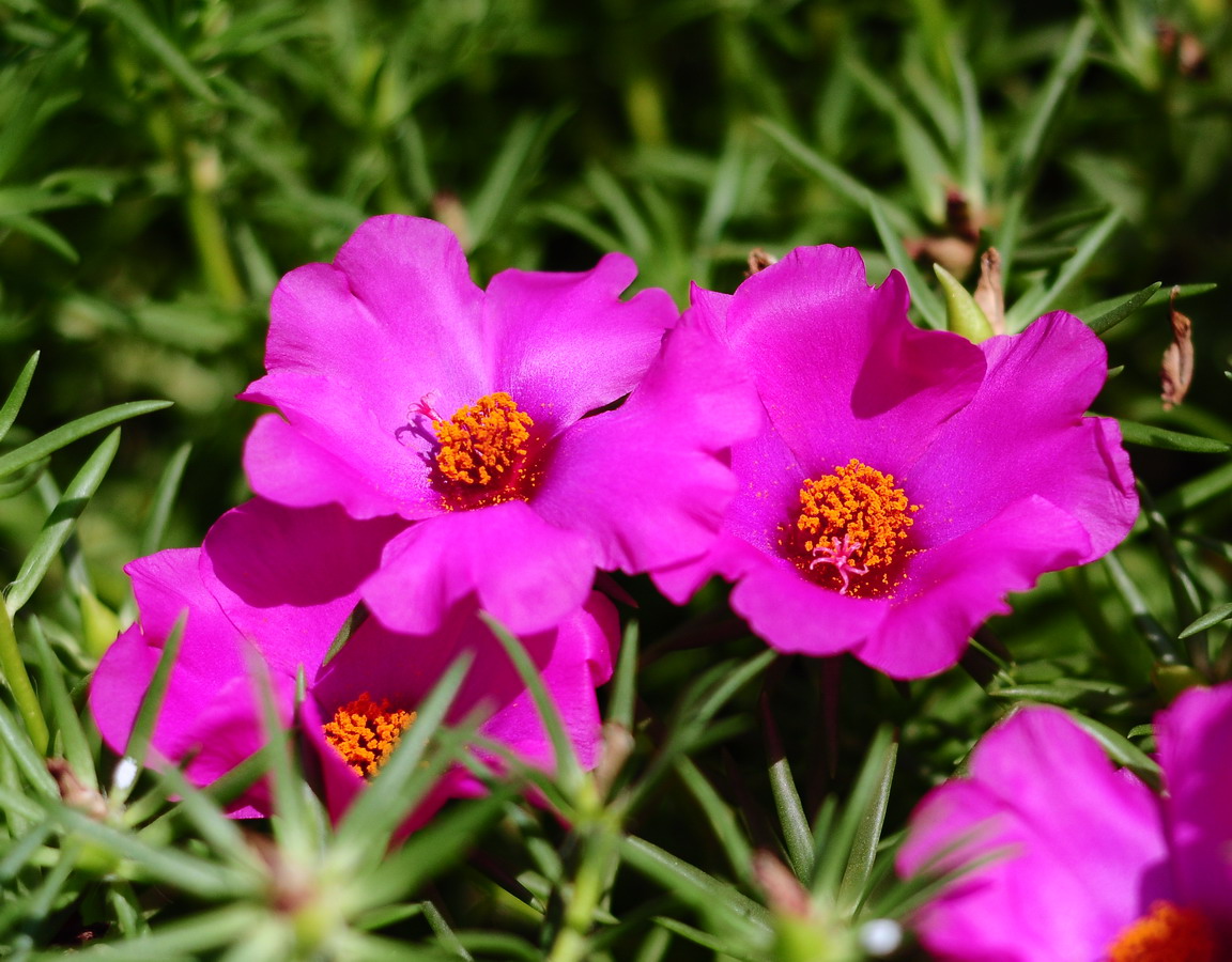 养花也要经历九九八十一难,养花的苦恼有哪些