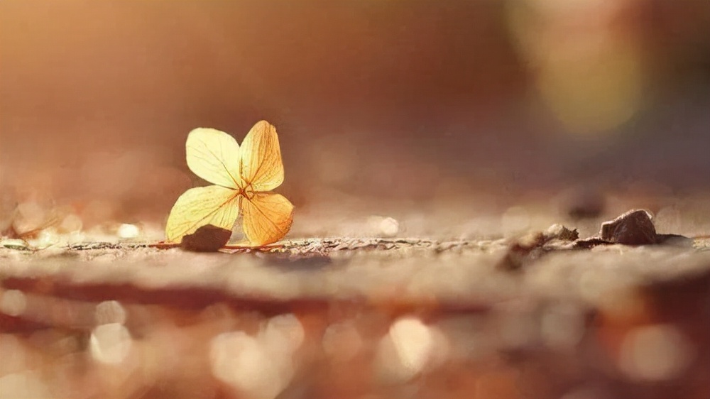 不必太执着又何必为难自己呢,生活已如此艰辛不必为难自己