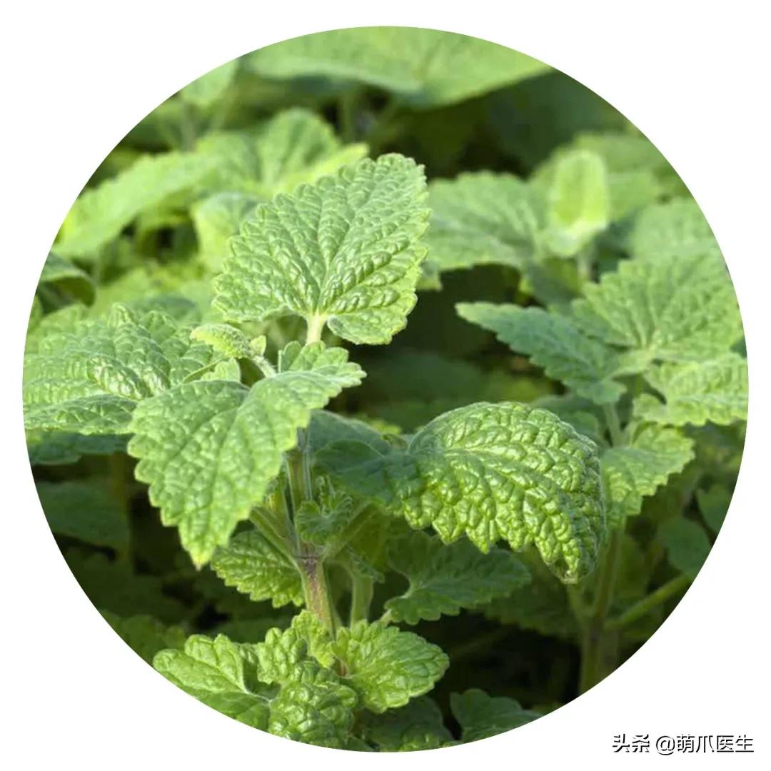 养猫能养啥花草,养了猫还可以养兔子吗