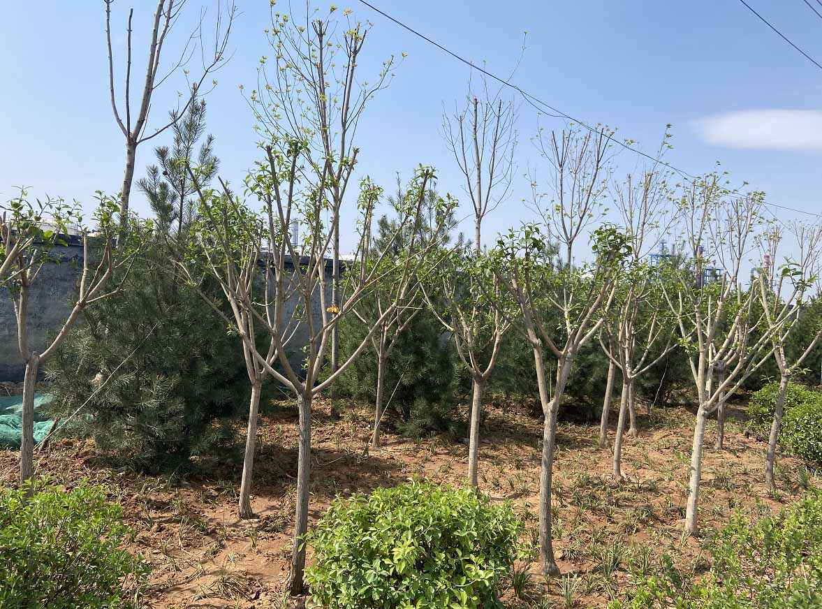 大叶桉树功效与作用,丛生大叶丝棉木