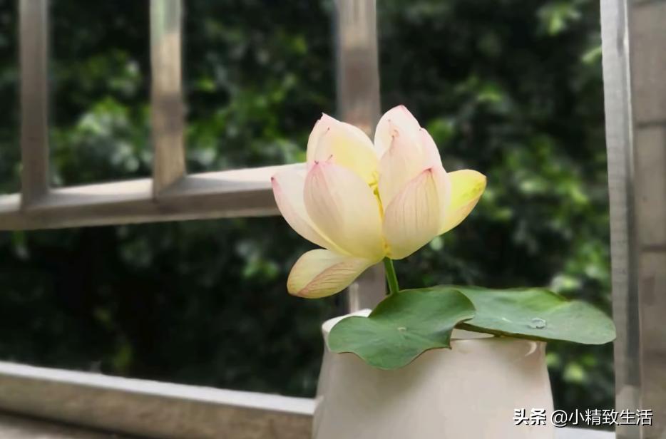 大面积花卉种子播种方法,播种盆栽需要注意哪些细节