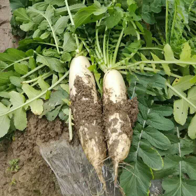 耐热萝卜优良品种有哪几种,越冬萝卜品种推荐