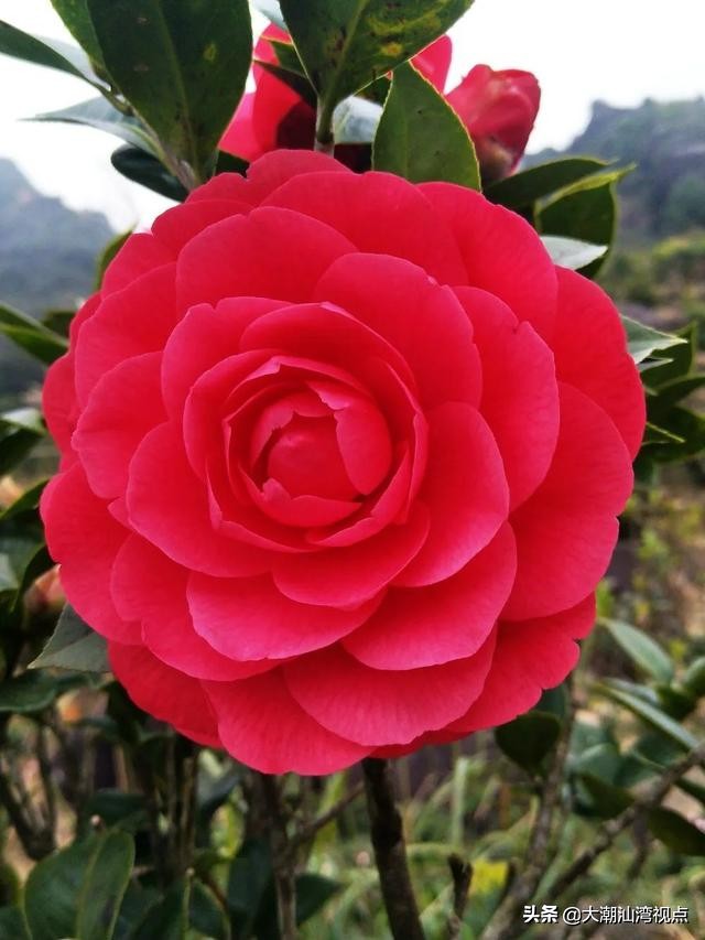 潮州凤凰天池的传奇故事,潮州凤凰天池图片大全