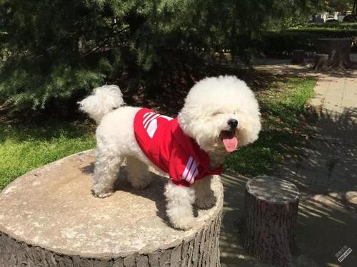 比熊把你当孩子的几种表现,比熊捣蛋视频