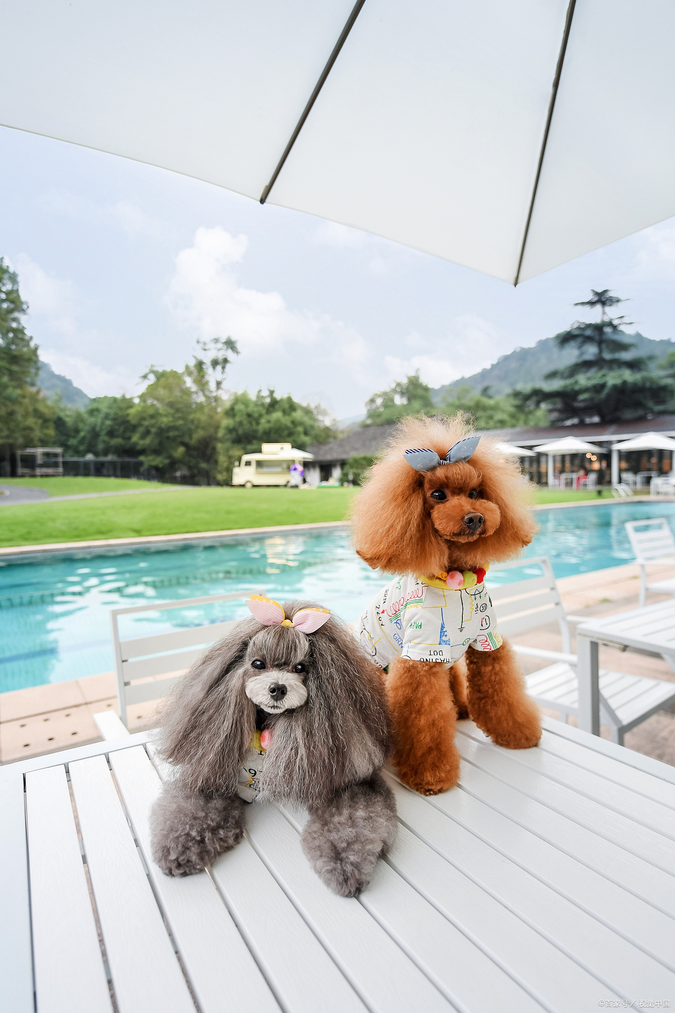 养泰迪犬的禁忌是什么呀,冬天养泰迪十大禁忌