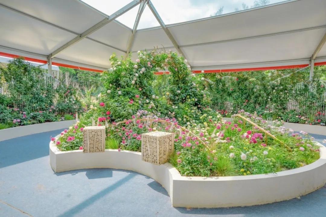 这个花展上的新优品种，为什么这么美？