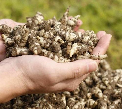 宝塔菜价值,宝塔菜吃着有什么好处