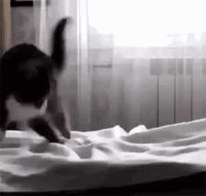 中华田园猫黑猫绿眼,中国田园猫咪黑猫