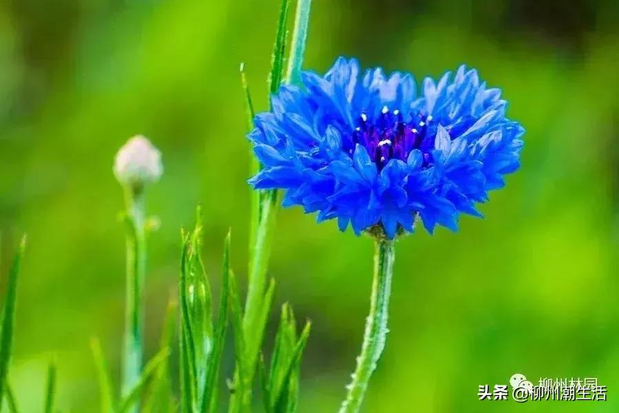 柳州哪里有免费花海,柳州花海紫荆花真实视频