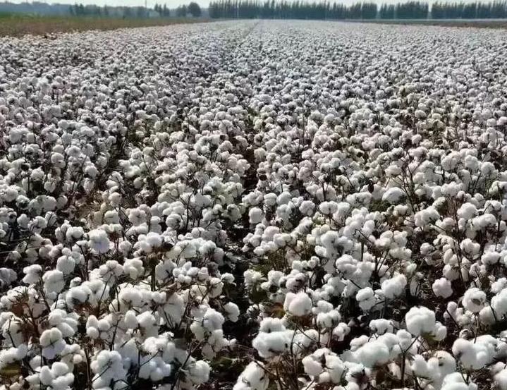 一夜增长2000亿，耐克重登神坛打了谁的脸？还是郑强教授说得对