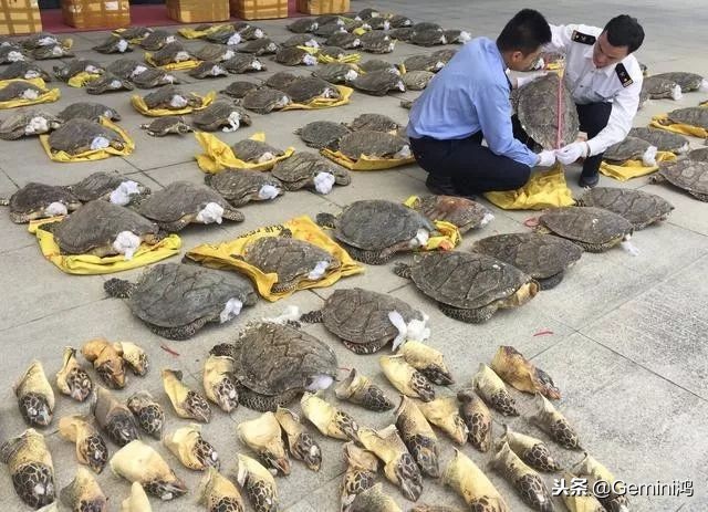 30秒了解熊猫,30秒了解动物