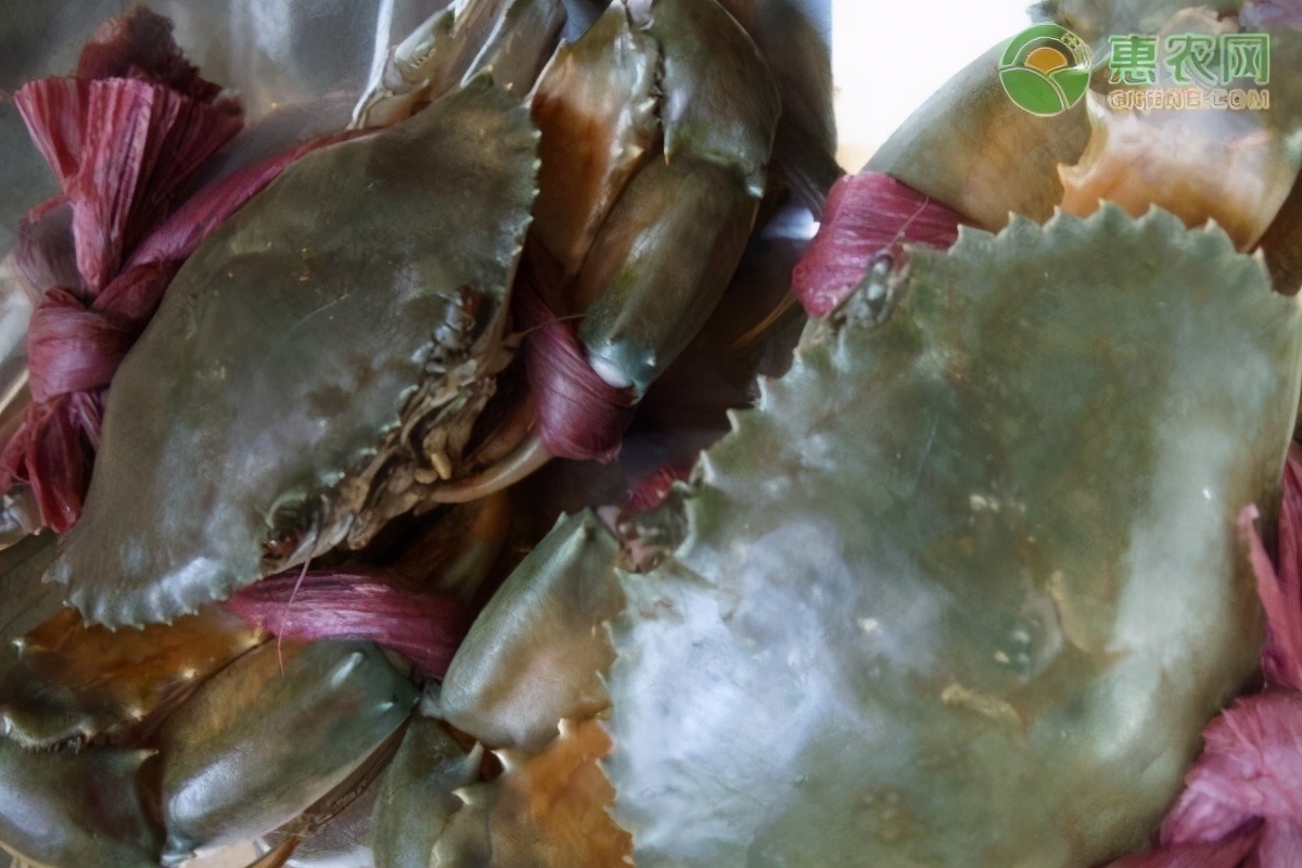 过年大闸蟹要多少钱一斤,大闸蟹一般多少钱一斤呢