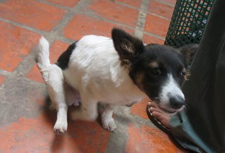 汪星人出现这8个动作，表示它在跟你求救