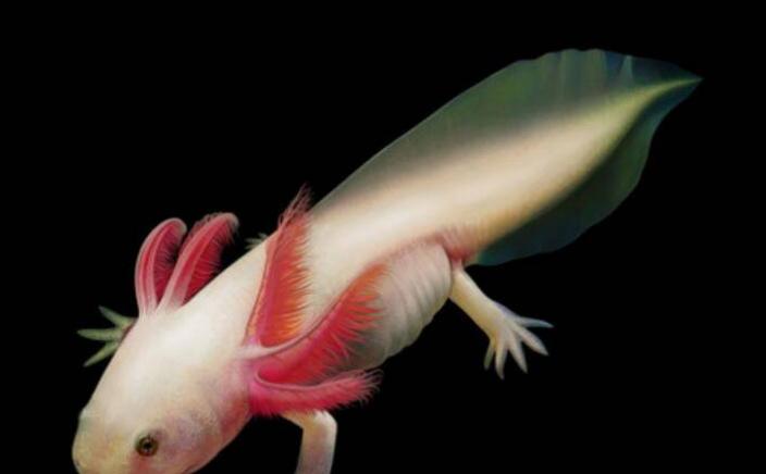 神似“龙”的生物，“六角龙鱼”是什么样的一种存在？合理吗？