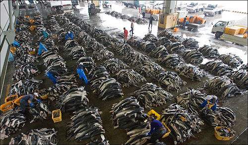 鱼翅的营养甚至不如鸡蛋，那吃它的人到底在吃啥？（菲李漫画）