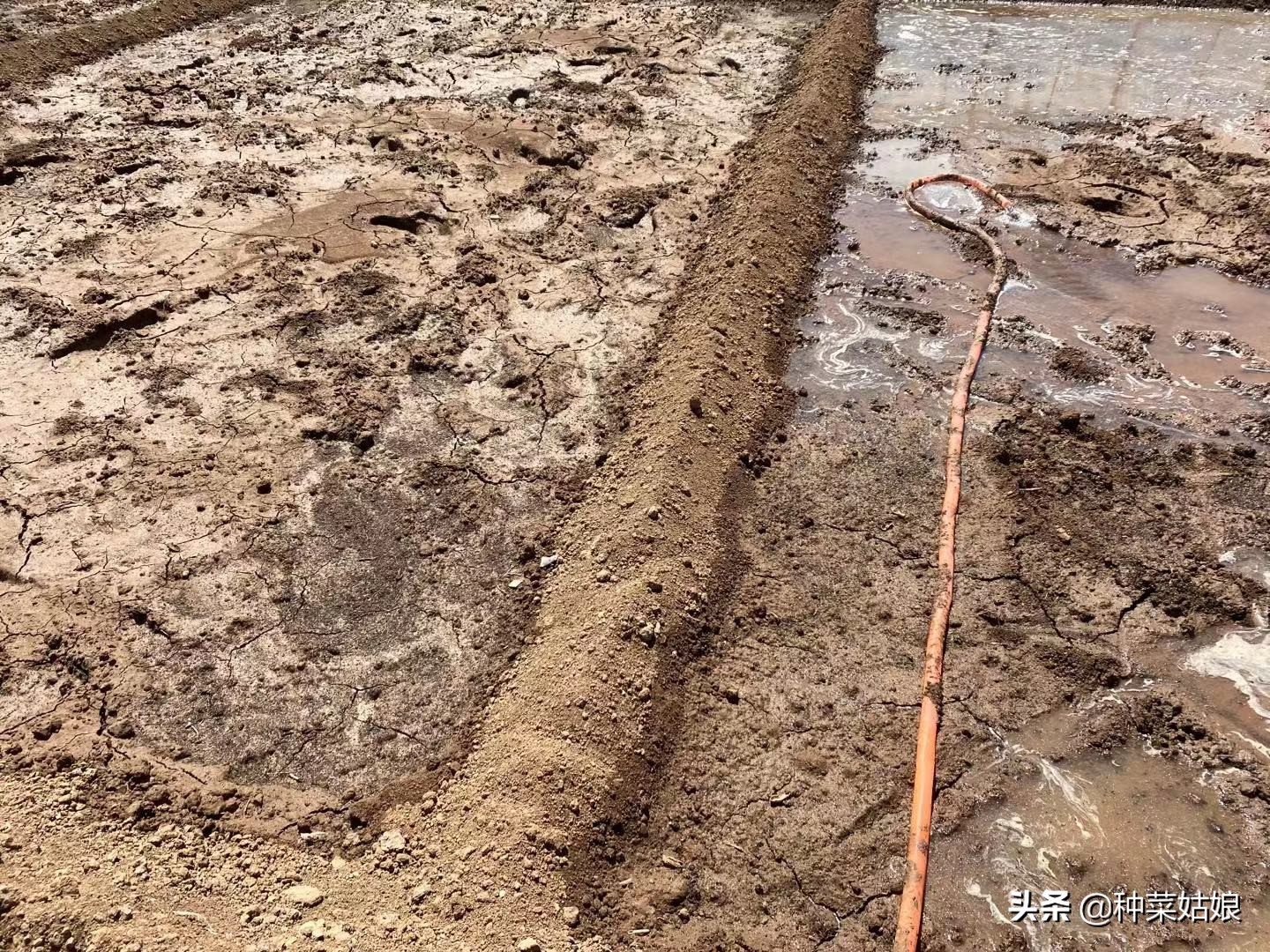 种菜板结最好的方法,种菜土地板结最快解决方法