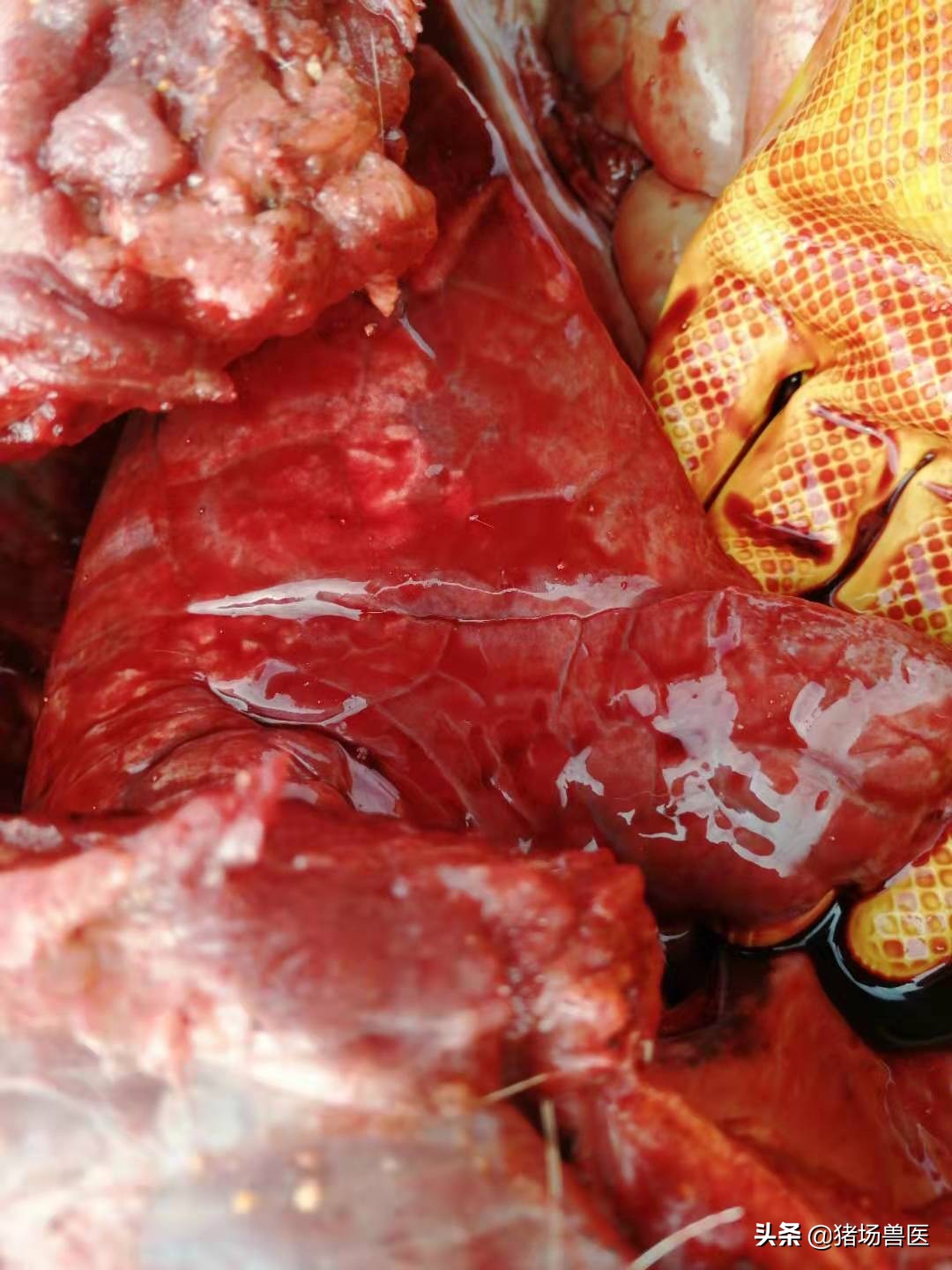 冬春季节交替注意流感,冬季猪常见呼吸道疾病有哪些