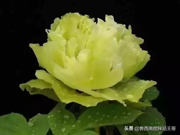 牡丹十大品种九大花系,牡丹进口品种图片及名称