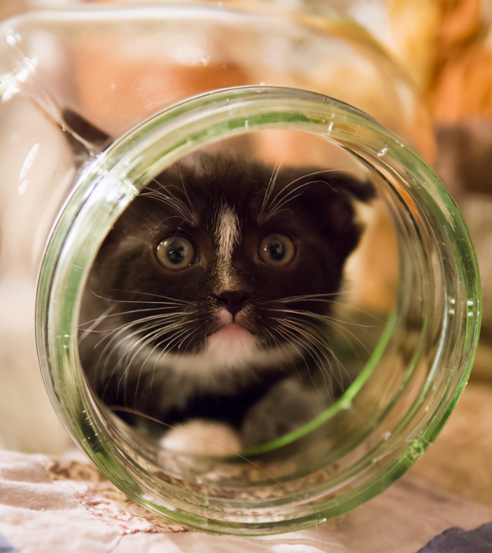 家里哪些东西对猫有危险,对猫咪有害的日常用品