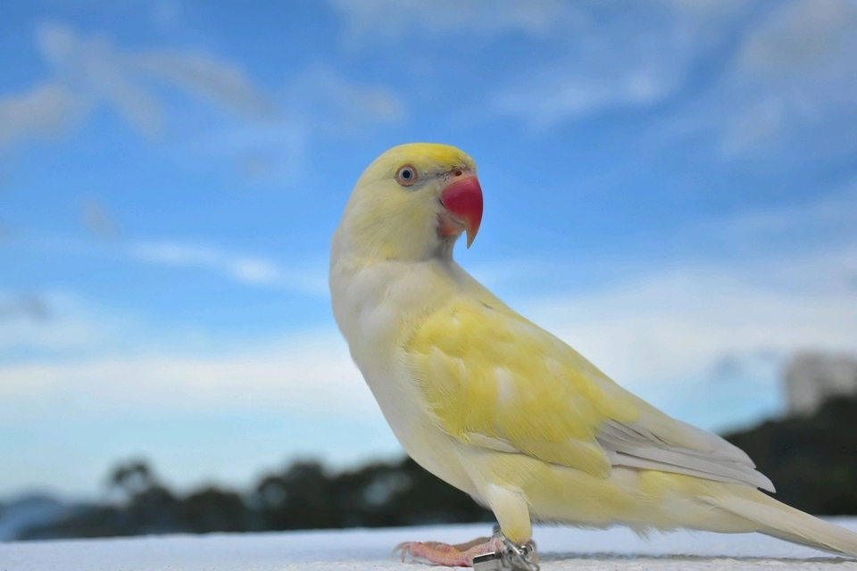 亚历山大鹦鹉和月轮鹦鹉区别,亚历山大鹦鹉和月轮鹦鹉养哪个好