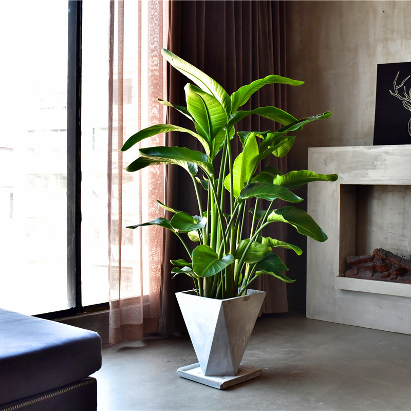 100种绿植大全,50种盆栽绿植花卉大全