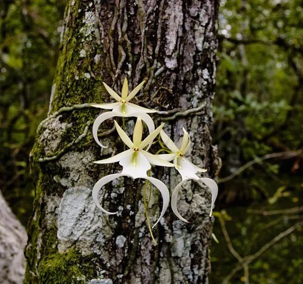 不长叶子的鬼兰价值多少钱,最贵的兰花鬼兰图片
