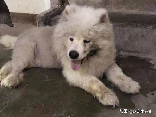 一只萨摩犬被遗弃怎么办,狠心主人遗弃狗狗