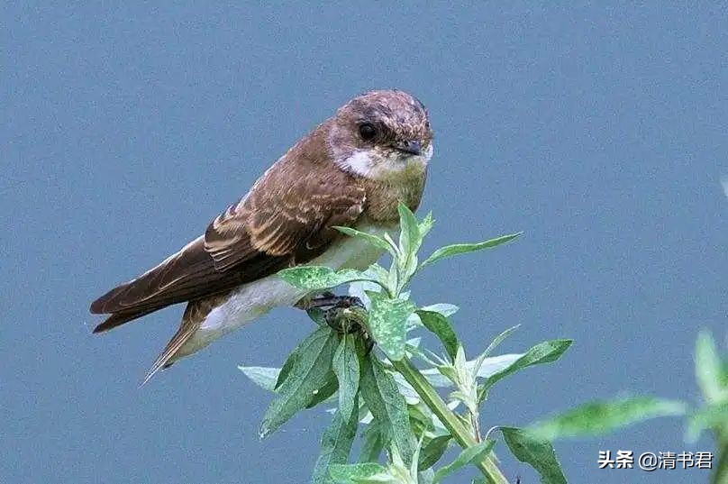 雨燕是世界上飞得最快的鸟吗,雨燕是飞得最快的燕子吗