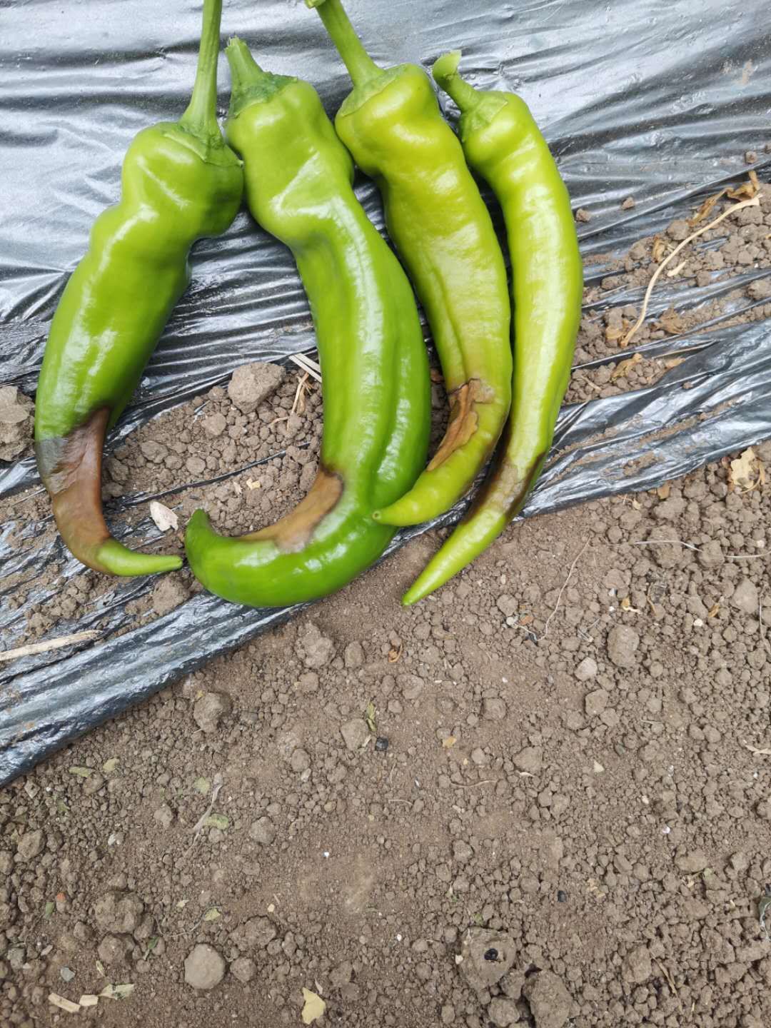 辣椒脐腐病打什么药最好,温室辣椒脐腐病