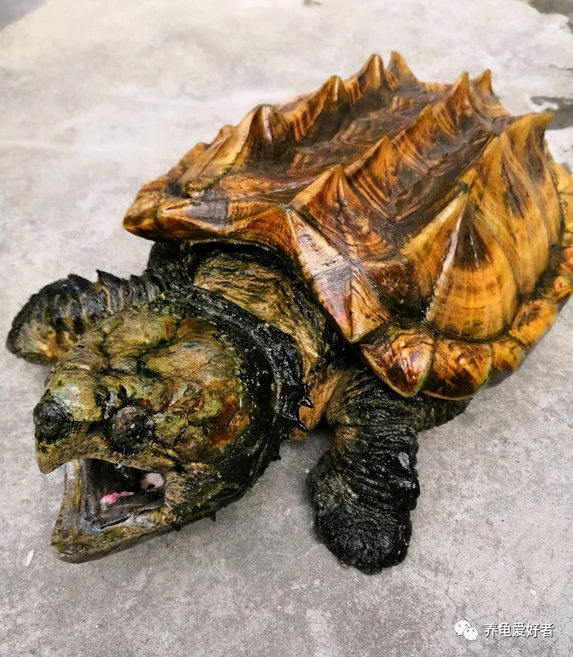 真正的大鳄龟，你可曾了解过？