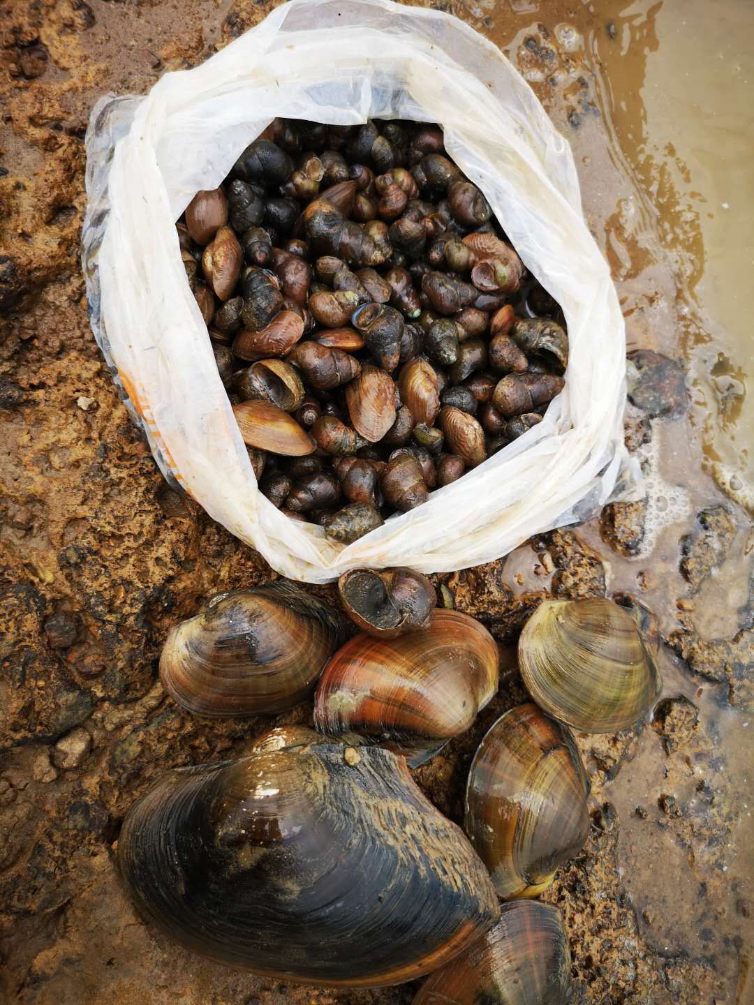 惠州檀悦豪生度假酒店附近赶海,2024年惠州赶海的最佳地方