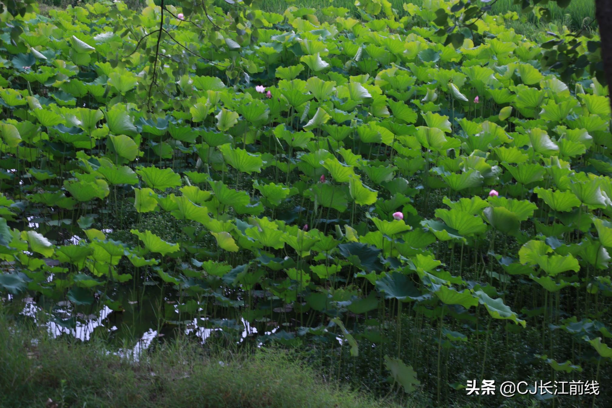 淮滨谷堆杨湾最新消息,淮滨谷堆杨湾风景