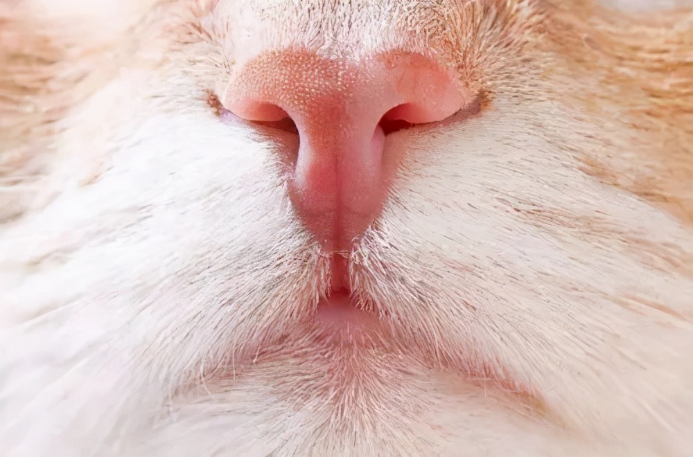 猫咪面相,猫咪面相测试