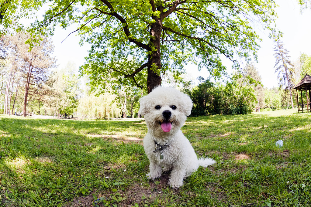 土狗忠诚度最高的犬种排行榜,聪明狗狗排行榜前十名小型犬